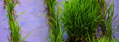 watergrass.jpg